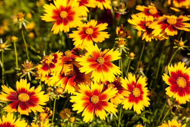 istock Blanket flower yellow daisy with red center 934518714