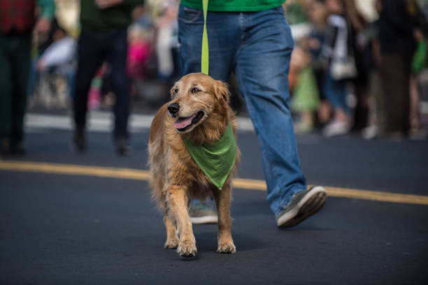 Happy Golden Retriever walking along Saint Patrick Day parade route wearing green bandana around neck.