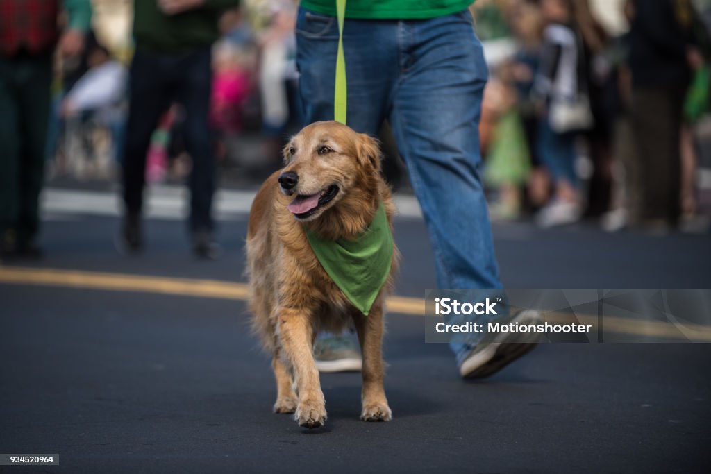Festive dog wearing holiday costume. Happy Golden Retriever walking along Saint Patrick Day parade route wearing green bandana around neck. St. Patrick's Day Stock Photo