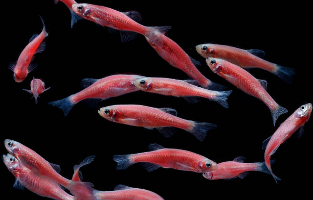 istock Zebra danio mutation,Zebra fish,Glofish in fresh water aquarium 934521086