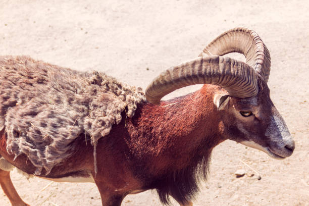 istock European mouflon on the sand 934523510