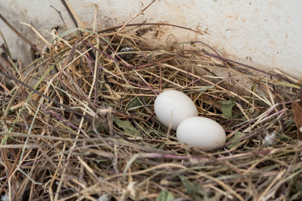 istock Bird's nest in bird's nest 934523566