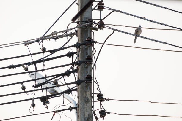 Birds are on the wires. stock photo