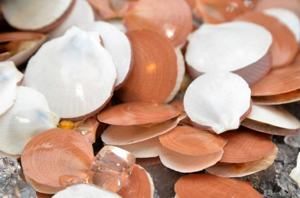 istock Opened scallops at market stall for sale 934525748