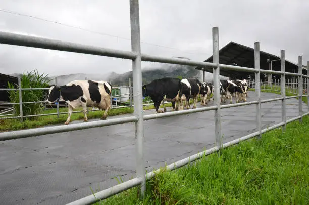 Cattles at Desa Dairy Farm Kundasang Sabah