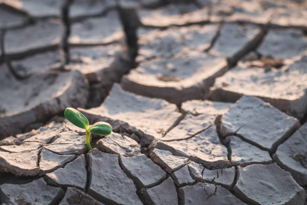 рост деревьев в засуху, живущих с деревом засухи. - global warming cracked dirt earth стоковые фото и изображения