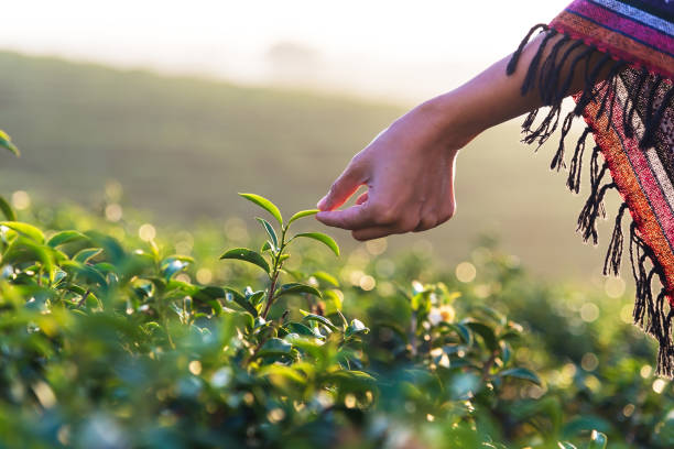 bella donna asiatica raccoglie foglie di tè nel campo da tè al mattino. - tea pickers foto e immagini stock