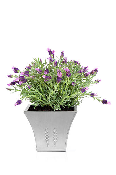 istock Lavender Herb Plant in Flower 93454614