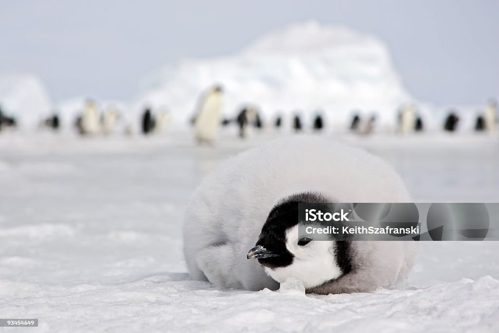 Kaiserpinguin Chick - Lizenzfrei Jungvogel Stock-Foto