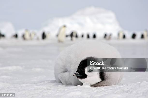 Kaiserpinguin Chick Stockfoto und mehr Bilder von Jungvogel - Jungvogel, Pinguin, Schnee