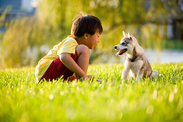 young asian boy playing con cachorro sobre hierba - juvenile lawn animal mammal fotografías e imágenes de stock