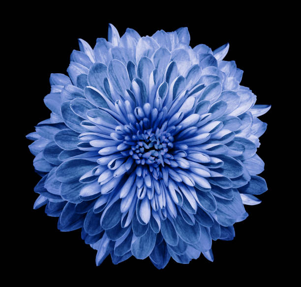 istock Chrysanthemum  blue . Flower on  isolated  black background with clipping path without shadows. Close-up. For design. Nature. 934548016