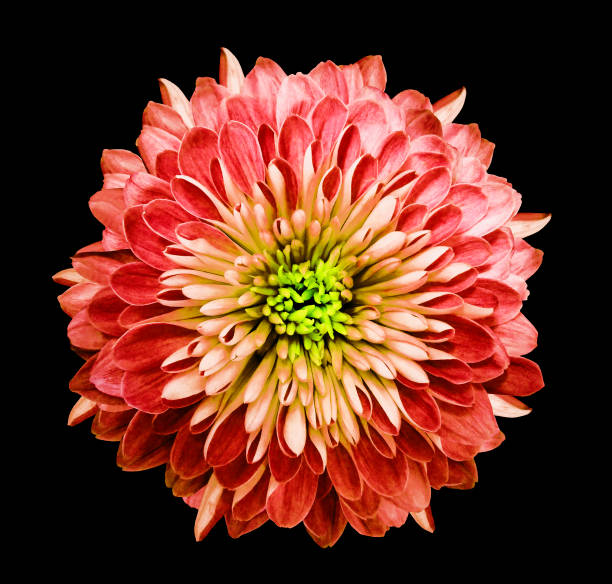 istock Chrysanthemum  red. Flower on  isolated  black background with clipping path without shadows. Close-up. For design. Nature. 934548104