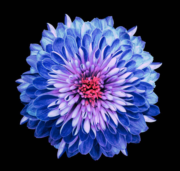 istock Chrysanthemum   blue-pink. Flower on  isolated  black background with clipping path without shadows. Close-up. For design. Nature. 934548146