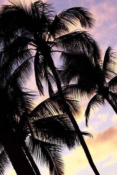Árvores de palma ao pôr do sol - fotografia de stock