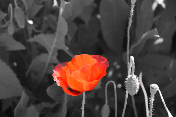istock Poppies in the wild 934559498