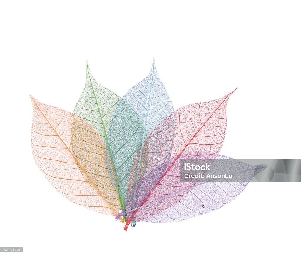 Настоящий лист с отделкой Вена и различные цвета - Стоковые фото Абстрактный роялти-фри