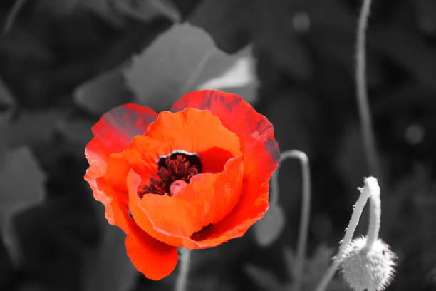 istock Poppies in the wild 934561780