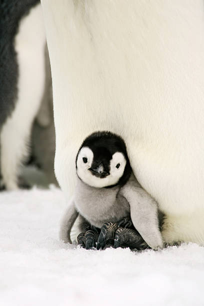 Emperor Penguin Chick on Feet  young bird photos stock pictures, royalty-free photos & images