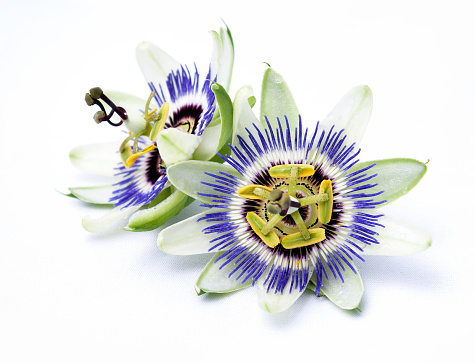 Passion fruit flowers on a white background\n\n[url=file_closeup?id=11060360][img]/file_thumbview/11060360/1[/img][/url] [url=file_closeup?id=16597500][img]/file_thumbview/16597500/1[/img][/url] [url=file_closeup?id=47998902][img]/file_thumbview/47998902/1[/img][/url] [url=file_closeup?id=16597482][img]/file_thumbview/16597482/1[/img][/url] [url=file_closeup?id=47948938][img]/file_thumbview/47948938/1[/img][/url] [url=file_closeup?id=47998818][img]/file_thumbview/47998818/1[/img][/url] [url=file_closeup?id=48188802][img]/file_thumbview/48188802/1[/img][/url] [url=file_closeup?id=48189468][img]/file_thumbview/48189468/1[/img][/url] [url=file_closeup?id=47994442][img]/file_thumbview/47994442/1[/img][/url] [url=file_closeup?id=47943802][img]/file_thumbview/47943802/1[/img][/url] [url=file_closeup?id=47943732][img]/file_thumbview/47943732/1[/img][/url]