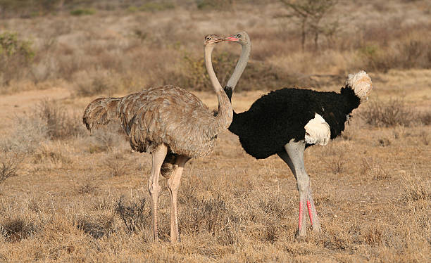 Kissing Ostriches - Somali Ostrich, Struthio molubdophanes, Buffalo Springs, Kenya stock photo