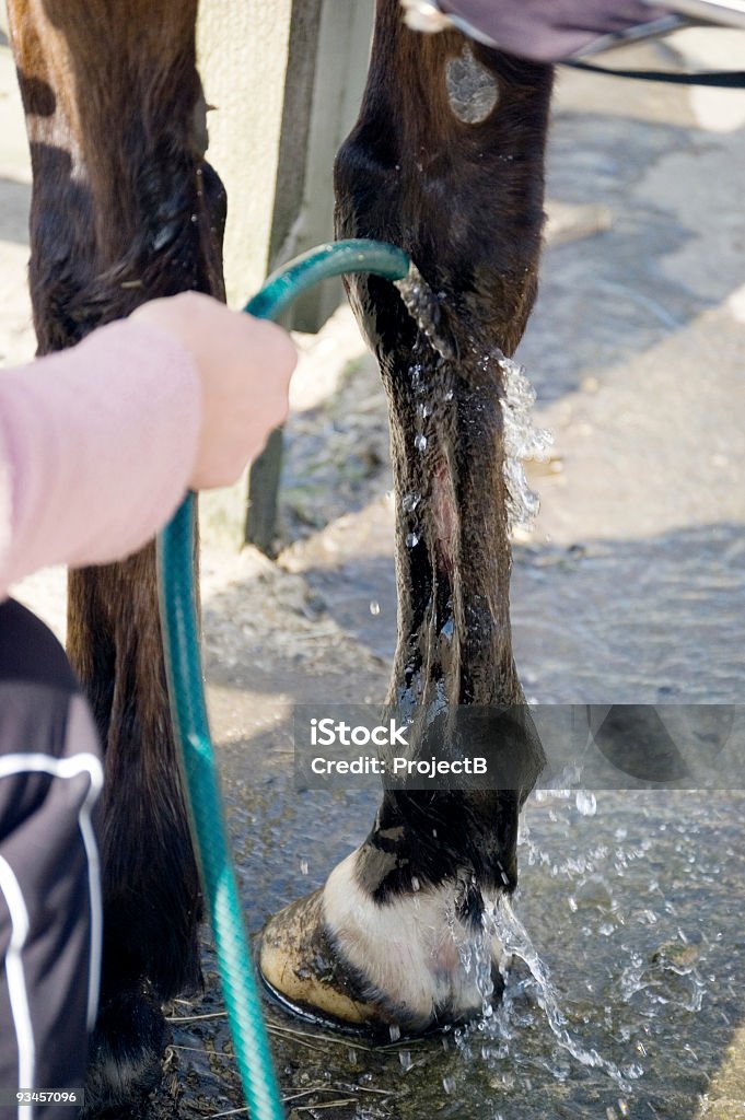 Horse Bein Verletzungen - Lizenzfrei Aufnahme von unten Stock-Foto