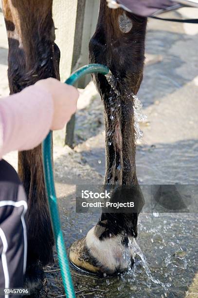 Cavallo Gamba Lesioni - Fotografie stock e altre immagini di Acqua - Acqua, Acqua corrente, Ambientazione esterna