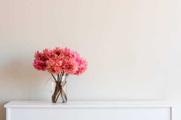 Bright pink dahlias on sideboard Bright coral pink dahlias in glass jug on white sideboard against neutral wall background sideboard photos stock pictures, royalty-free photos & images