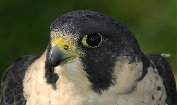 istock Peregrine Falcon (Falco peregrinus) Head & Shoulders 93457784