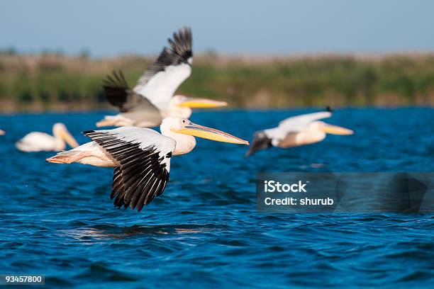 Pelícano Blanco En Vuelo Foto de stock y más banco de imágenes de Agua - Agua, Aire libre, Animales salvajes