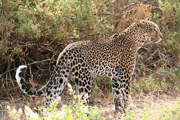 istock Female Leopard, Panthera pardus, wild in Kenya 93458039