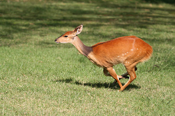 istock Wild female Bushbuck running 93458057