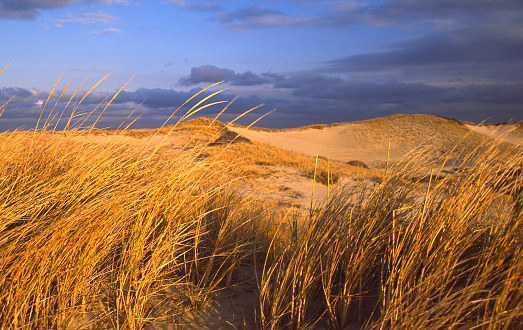 Curonian Spit in Nida, Lithuania. Landscape of beautiful nature in Europe. Traveling photography, tourism concept picture. Baltic Sea and sand dunes.