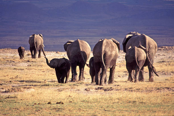 grupa afrykańskie słonie, park narodowy amboseli, kenia, - safari animals elephant rear end animal nose zdjęcia i obrazy z banku zdjęć
