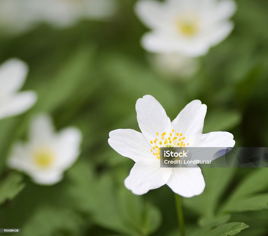 anemone narcissino - Foto de stock de Aire libre libre de derechos