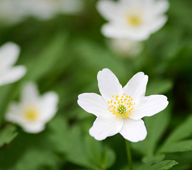 ヤブイチゲ - sweden wildflower wood anemone flower ストックフォトと画像