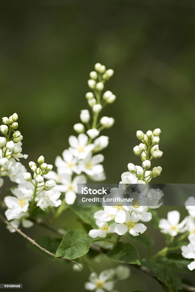 Bird cherry blossom - Photo de Arbre libre de droits