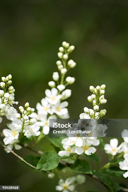 Photo libre de droit de Bird Cherry Blossom banque d'images et plus d'images libres de droit de Arbre - Arbre, Arbre en fleurs, Beauté de la nature