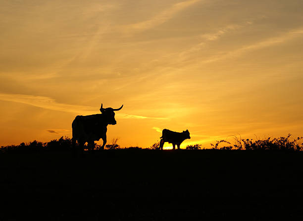 coucher du soleil avec deux vaches - texas longhorn cattle photos et images de collection