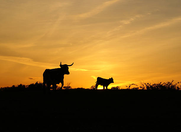 pôr-do-sol com duas vacas - texas longhorn cattle - fotografias e filmes do acervo