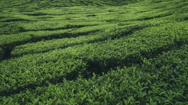 Tea farm at Cameron Highland, Pahang, Malaysia