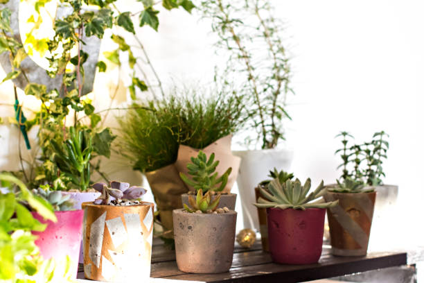 istock Shelf with indoor plants. potted plants 934585266