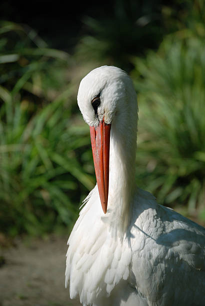 white stork looking down stock photo