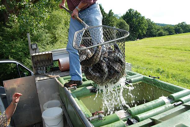 trout in a net stock photo