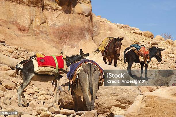 Donkeys Сельской Жизни — стоковые фотографии и другие картинки Аравия - Аравия, Большой, Горизонтальный