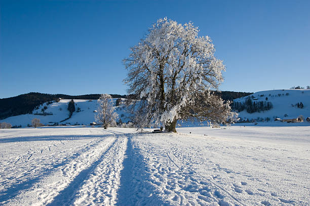 istock Splendid Sunny Winter Day with snow-covered Linden Tree in Switzerland 93458870
