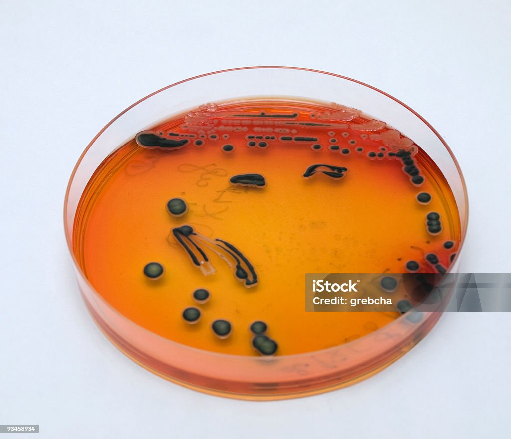 Placa de Petri com bactérias - Royalty-free Bactéria Foto de stock