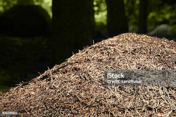 Foto de Ant Hill e mais fotos de stock de Atividade - Atividade, Atividade Móvel, Bosque - Floresta