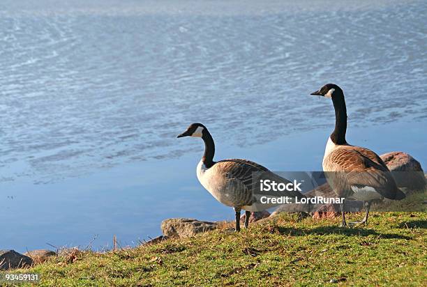 Canada Geese Back From Migration Stock Photo - Download Image Now - Animal Wildlife, Animals In The Wild, Bird