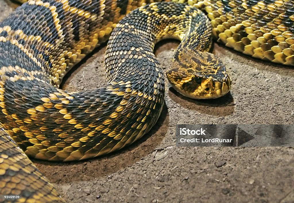 Cascabel diamante - Foto de stock de Acurrucado libre de derechos